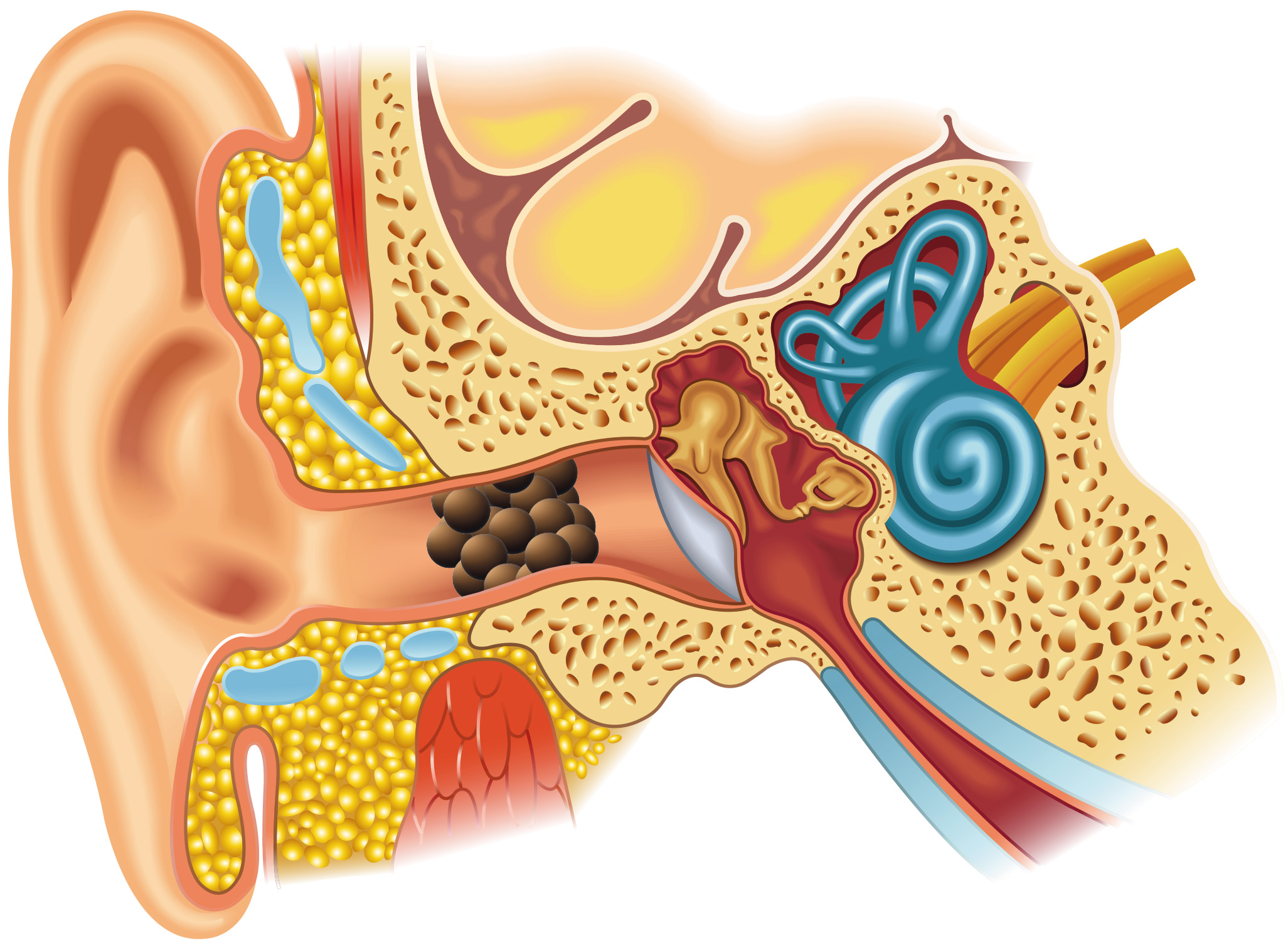 Sensation d'oreilles bouchées